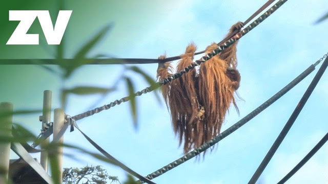 Melbourne Zoo is Using the Aeroo Pro to Feed Their Orangutans!